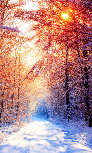 Snowy road trees sun shining - free winter wallpaper for mobile