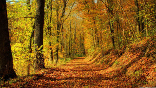 Dirt road fall trees leaves 5 - the fall season free wallpaper