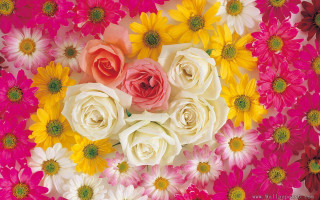 Bunch of flowers in middle 2 - a bunch of flowers free wallpaper