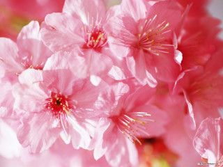 Pink flower macro closeup white - asai chū free wallpaper