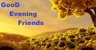 Sunflower field tree evening friends - bright morning free wallpaper
