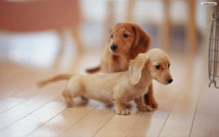 Small dogs hardwood floor chair - two small dog free wallpaper