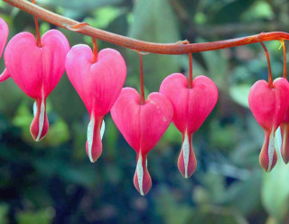 Pink hearts tree branch leaves - a bunch free wallpaper