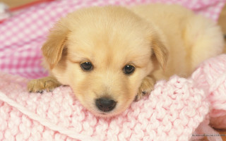 Puppy lying blanket pink sad - a cross stitch free wallpaper