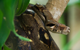 Snake curled tree branch zoo - a green leaf in the foreground free wallpaper