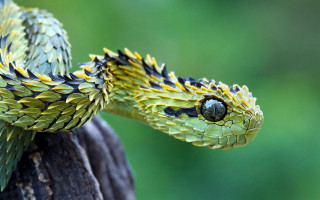 Cobra closeup tree branch hyperrealistic - hyperrealistic free wallpaper