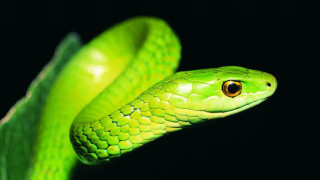 Green snake black background cobra - a green snake free wallpaper