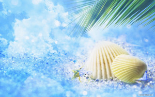 Shell palmleaf bluewater droplets bubbles - summer free wallpaper