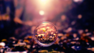Glass ball plant tabletop blurry - macro art free wallpaper