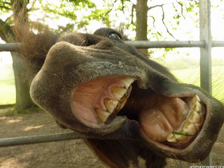 Horse mouth open teeth showing - showing free wallpaper