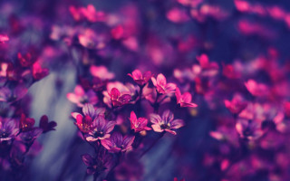 Purple butterfly flower bokeh wisteria - the picture free wallpaper