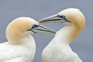Two white birds touching beaks - two white bird free wallpaper