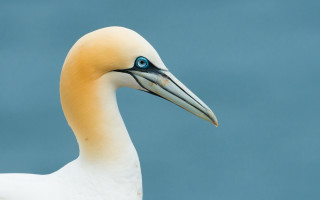 Bird blue eye long beak - a long beak free wallpaper