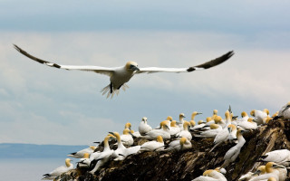 Flock birds rock formation ocean - a flock of birds free wallpaper