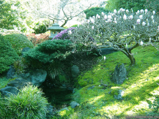 Garden pond trees bushes building - asai chū free wallpaper