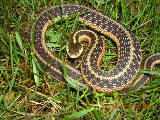 Snake curled grass brown white - e. simms campbell free wallpaper