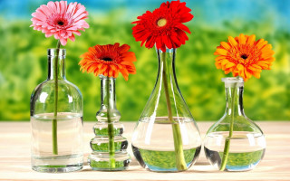 Three vases flowers table water 2 - a green field in the background free wallpaper