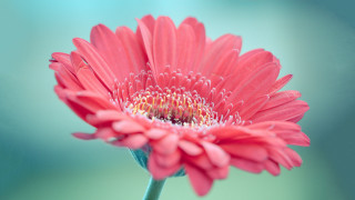 Pink flower green background blurry 9 - a green background and a blurry background behind free wallpaper