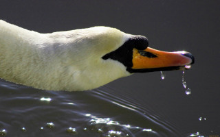 Duck waterdrops beak ocean sand - a duck free wallpaper