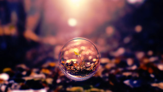 Glass ball plant tabletop blurry 2 - macro art free wallpaper