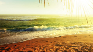 Beach waves palm branch orange - wave free wallpaper for desktop