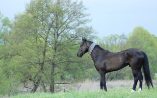 Horse field trees blue sky - the background and a sky background free wallpaper for desktop