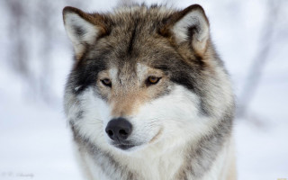 Wolf snow winter naturalism sharp - a wolf free wallpaper for desktop