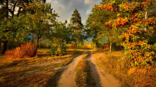 Dirt road autumn leaves forest 3 - a dirt road free wallpaper
