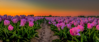 Pink tulips sunset path mystical - pink tulip free wallpaper