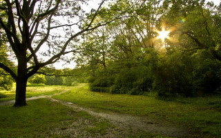 Dirt road grassy forest sunlight - betye saar free wallpaper
