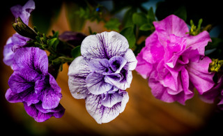 Purple flower hydrangea lily leaf - cindy wright free wallpaper