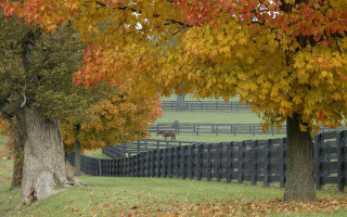 Horse fence trees autumn impressionist - fall free wallpaper