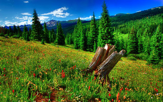 Field tree stump mountain flowers - bob thompson free wallpaper