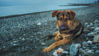 Dog beach rocks ocean blue - a rocky beach next free wallpaper