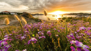Flower field sunset waterhouse nature - free summer wallpaper