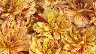 Yellow red flower autumn fire - fall vibrancy free wallpaper