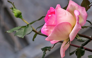 Pink rose green leaves vase - a pink rose free wallpaper