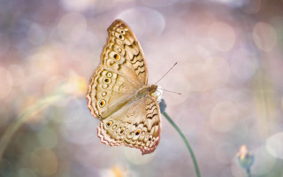 Butterfly flower sun bokeh macro - david imms free wallpaper for desktop
