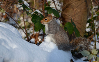 Squirrel snowy ledge ecological art - a squirrel free wallpaper for desktop