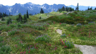 Grassy hill trail flowers mountains - a trail free wallpaper
