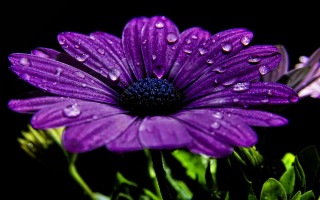 Purple flower water droplets macro 5 - esao free wallpaper