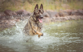 Dog running water tongue out - its tongue free wallpaper for desktop