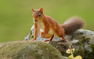 Squirrel rock flower green background - a squirrel free wallpaper