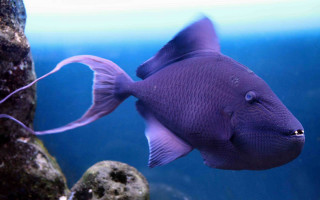 Purple fish aquarium rocks algaes - sumatraism free wallpaper