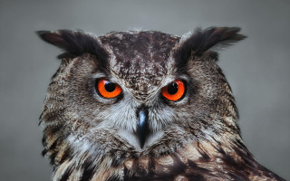 Owl orange eyes black background 5 - orange eye free wallpaper