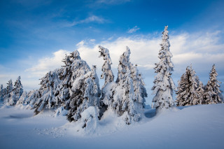 Snow covered trees blue sky - eric deschamps free wallpaper