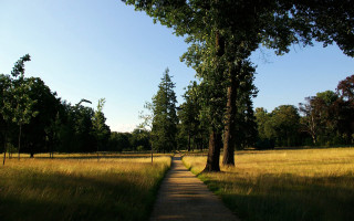Path trees grass blue sky - a path in a field free wallpaper