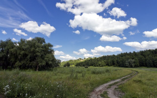 Dirt road field trees grass - a dirt road in a field free wallpaper