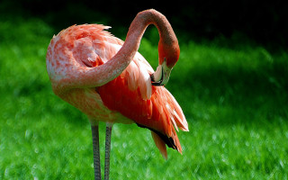 Pink flamingo grassy field ecological - its beak open free wallpaper