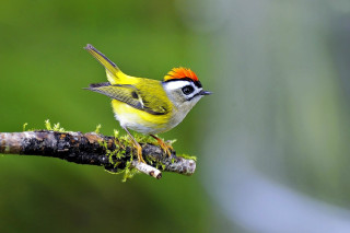 Small yellow bird red mohawk - moss free wallpaper